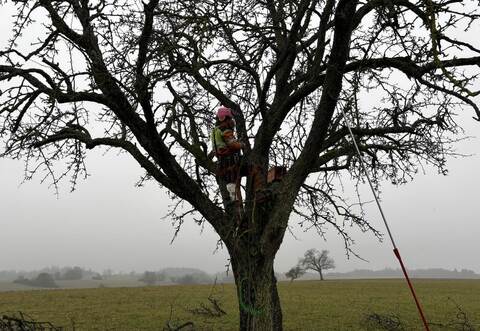 Hoch hinaus: Ein Baumkletterer aus Ulrich Jooßs Team demonstriert die richtige Schnitttechnik an einem Mostbirnbaum.