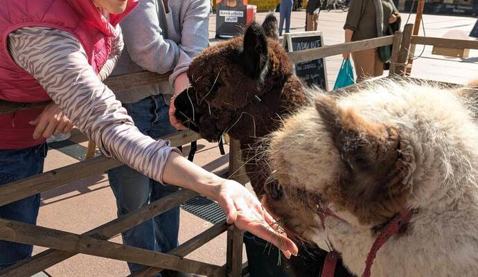 „Casius“ und „Dotti“ fressen den Marktgängern aus der Hand.