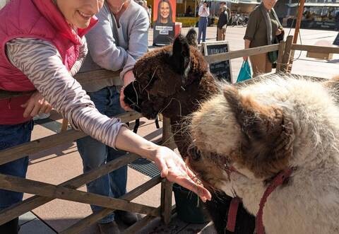 „Casius“ und „Dotti“ fressen den Marktgängern aus der Hand.