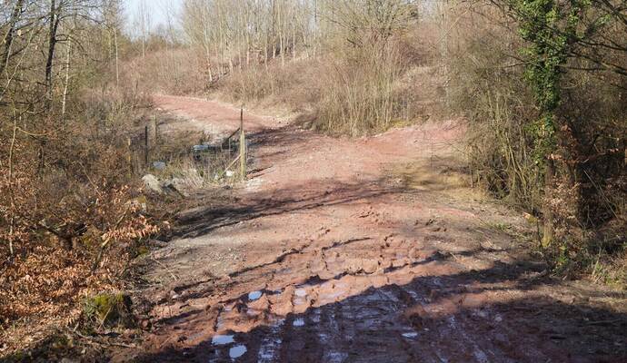 Fotos wie dieses legen nahe, dass es im Großen Wald bei Königsbach in jüngerer Zeit Erdbewegungen gegeben hat. Nicht alle sind damit einverstanden. Roller