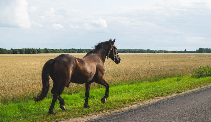 A lone brown horse walks along the road. runaway horse in the countryside