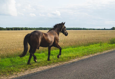 A lone brown horse walks along the road. runaway horse in the countryside