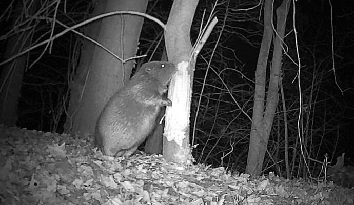 Auch eine Wildkamera hat den dämmerungs- und nachtaktiven Bewohner bereits festgehalten.