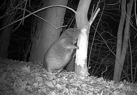 Auch eine Wildkamera hat den dämmerungs- und nachtaktiven Bewohner bereits festgehalten.