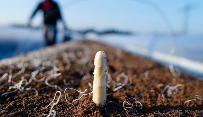 Spargel