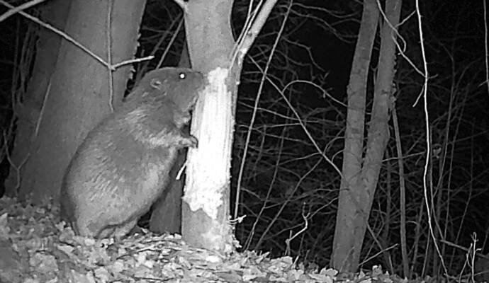 Auch eine Wildkamera hat den dämmerungs- und nachtaktiven Bewohner bereits festgehalten.