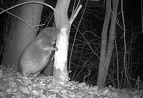 Auch eine Wildkamera hat den dämmerungs- und nachtaktiven Bewohner bereits festgehalten.