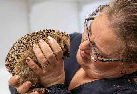 Momentan leben über 40 stachelige Patienten auf Nicole Heinrichs privater Igelstation. Igel Kilian (hier im Bild) pflegt sie seit Mitte Dezember. Er kam mit schweren Hunde-Bissverletzungen zu ihr. Er sei ein kleiner Kämpfer, sagt sie.