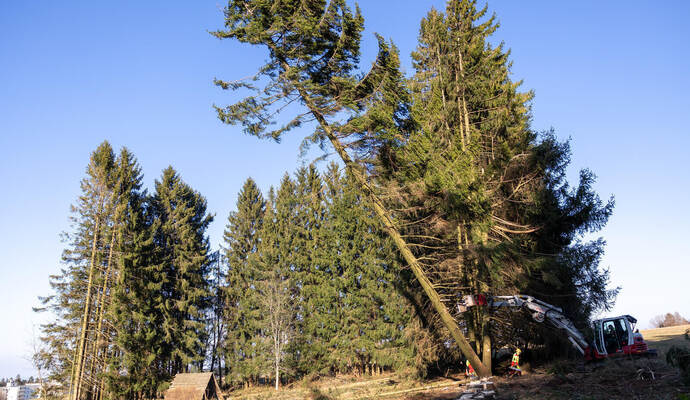 Dobel Waldrodung Ausgleichsfläche Höhenweg