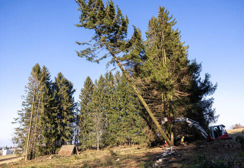 Dobel Waldrodung Ausgleichsfläche Höhenweg