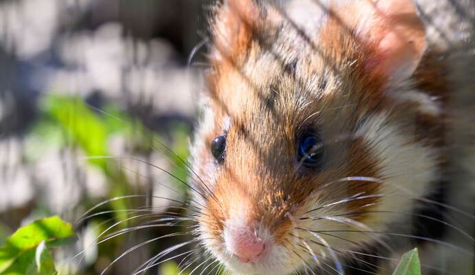 Ein Hamster sitzt auf einem Feld. 