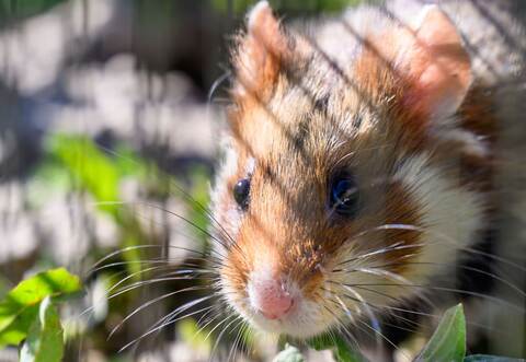 Ein Hamster sitzt auf einem Feld. 