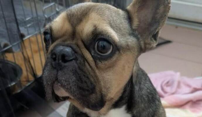 Bello-Giovanni wurde Ende August 2025 am Wilferdinger Bahnhof ausgesetzt. Rund zehn Tage später musste er eingeschläfert werden.