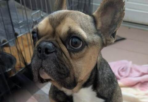 Bello-Giovanni wurde Ende August 2025 am Wilferdinger Bahnhof ausgesetzt. Rund zehn Tage später musste er eingeschläfert werden.