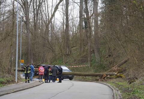 Baum stürzt auf fahrendes Auto - 55-Jähriger stirbt