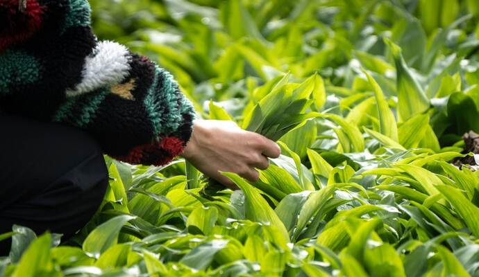 Frau sammelt wild wachsende Bärlauch-Blätter