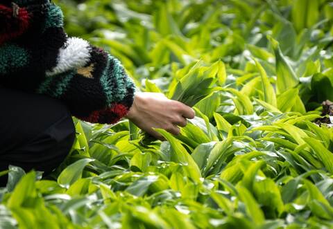 Frau sammelt wild wachsende Bärlauch-Blätter