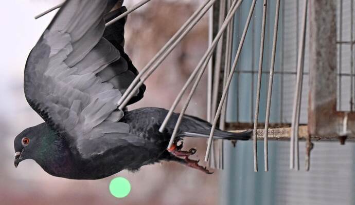 Stadttauben in Sachsen