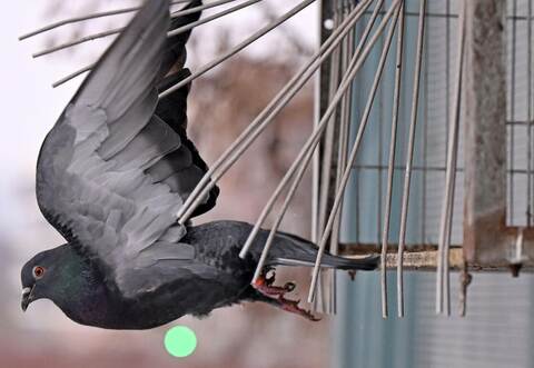 Stadttauben in Sachsen