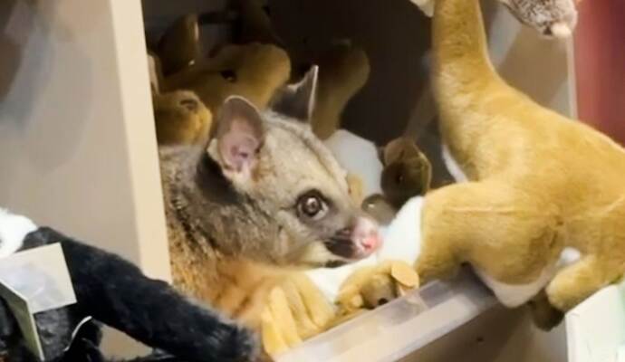 Possum versteckt sich zwischen Plüschtieren