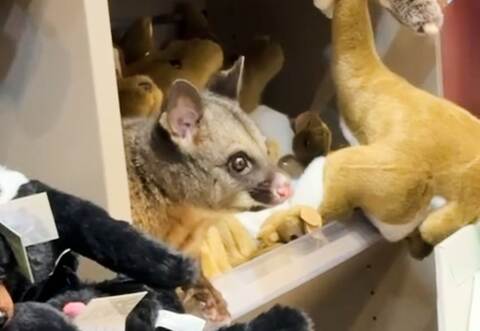 Possum versteckt sich zwischen Plüschtieren