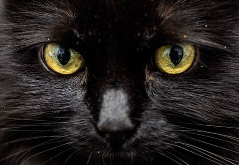 Schwarze Katze