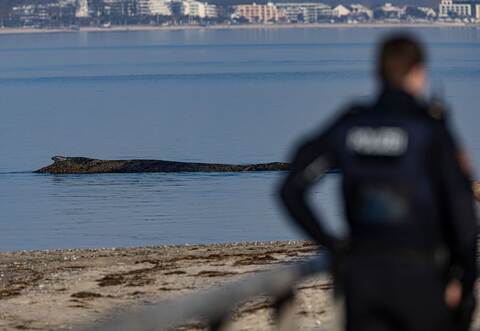 Wal an der Ostseeküste gestrandet – Rettung läuft