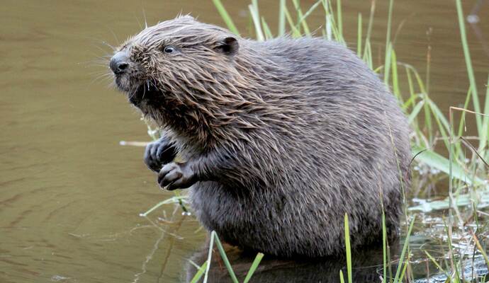 Abschuss von Bibern soll erleichtert werden