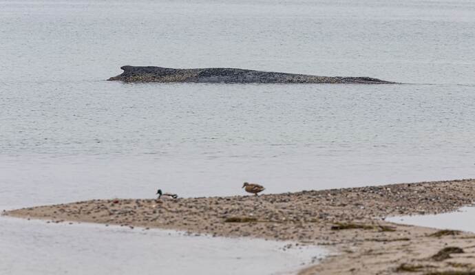 Wal an der Ostseeküste gestrandet – Rettung läuft
