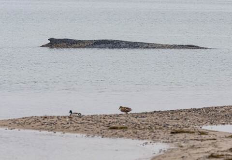Wal an der Ostseeküste gestrandet – Rettung läuft