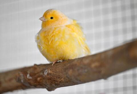 Tierheime leiden unter Spendenrückgang