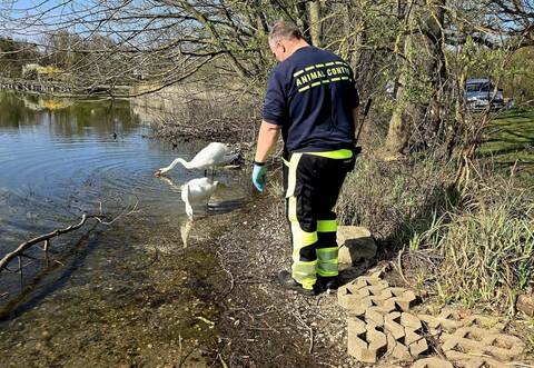 Jungschwan eingefangen