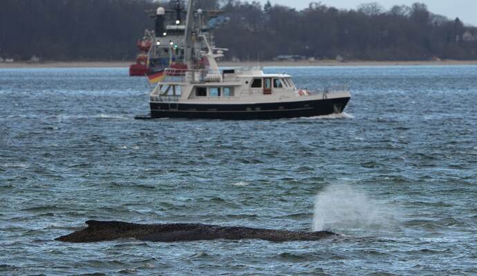 Wal an der Ostseeküste gestrandet