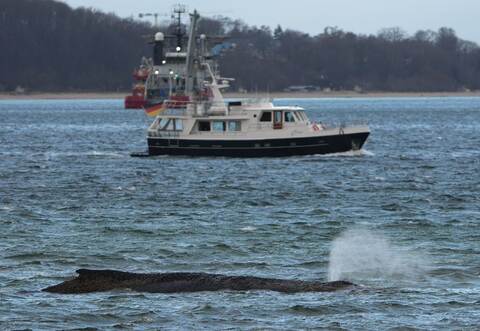 Wal an der Ostseeküste gestrandet