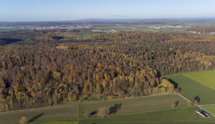 Im Gemeindewald in Neulingen sollen in Zukunft fünf Windkraftanlagen errichtet werden.