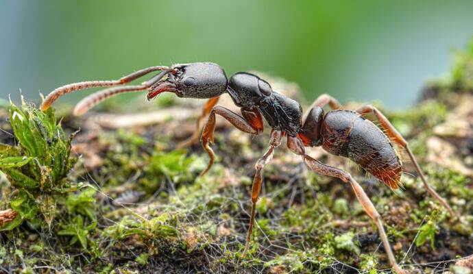 Gefährliche Ameisenart erstmals in Deutschland nachgewiesen
