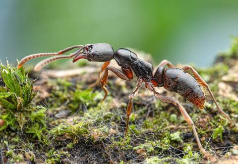 Gefährliche Ameisenart erstmals in Deutschland nachgewiesen