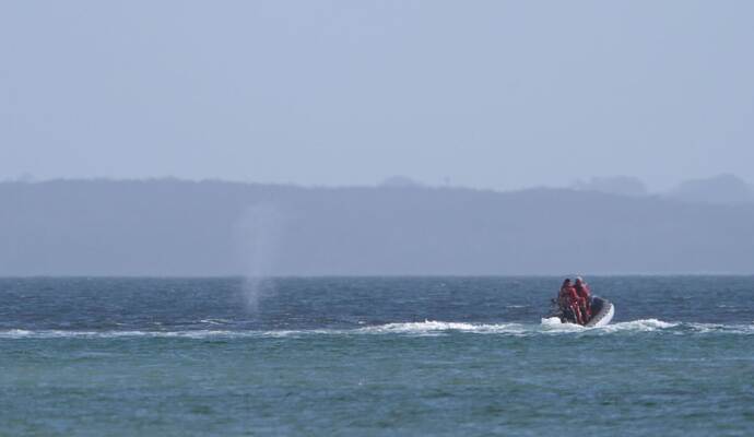 Wal an der Ostseeküste wieder frei