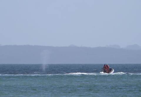 Wal an der Ostseeküste wieder frei
