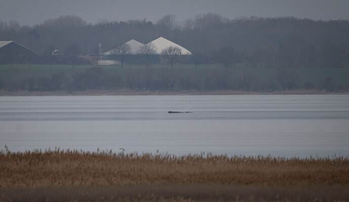 Wal erneut gestrandet