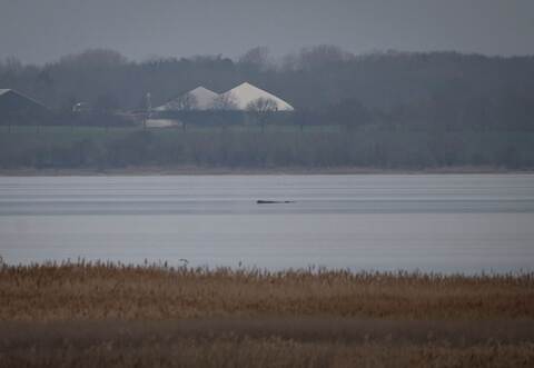 Wal erneut gestrandet