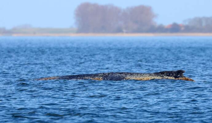 Buckelwal liegt weiter in Wismarbucht