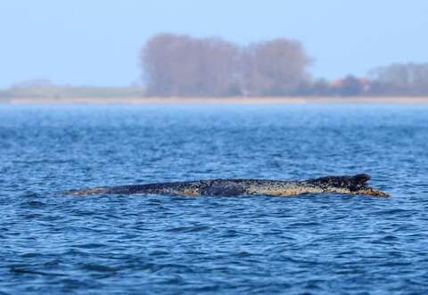 Buckelwal liegt weiter in Wismarbucht