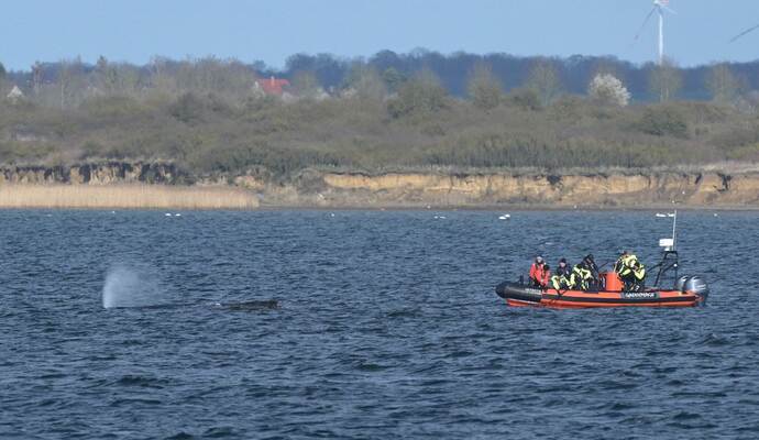Buckelwal in Wismarer Bucht