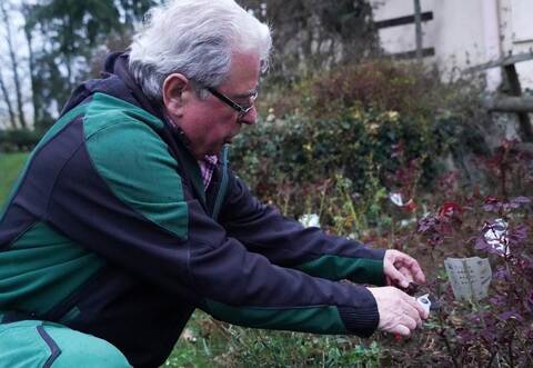 Experte: Günter Leonhard vom Steiner Obst- und Gartenbauverein kennt sich mit dem Schnitt von Rosen bestens aus.