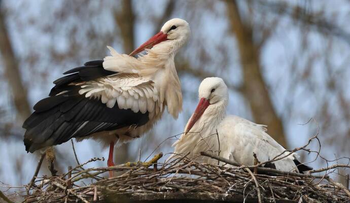 Weißstörche kehren jedes Jahr zum selben Horst zurück.