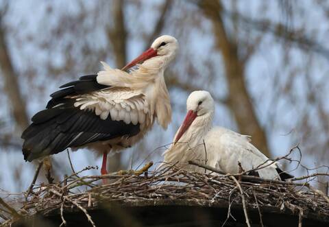 Weißstörche kehren jedes Jahr zum selben Horst zurück.