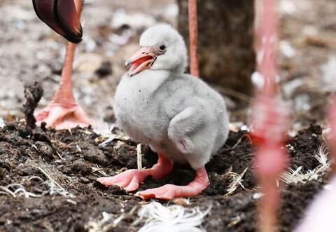 Zwergflamingoküken im Zoo Karlsruhe geschlüpft