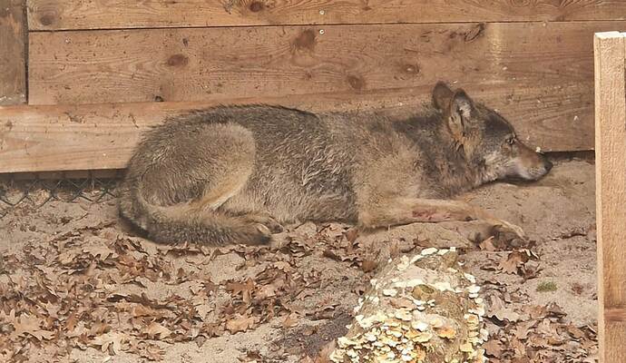 Hamburger Wolf in Tierauffangstation