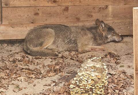 Hamburger Wolf in Tierauffangstation